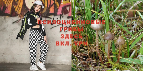 прущие грибы Аркадак